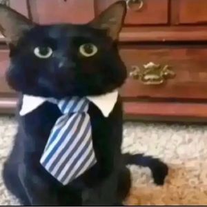 Meet your Posher, Alex